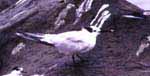 Sandwich Tern photo by Angus Wilson