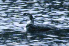 Yellow-billed Loon photo by Angus Wilson