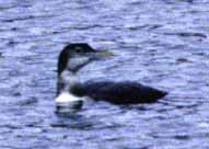 Yellow-billed Loon photo by Angus Wilson