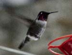 Anna's Hummingbird photo by Angus Wilson