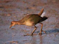 Purple Gallinule photo by Kevin Griffith