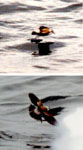 White-faced Storm-Petrel photos by Jack Passie White-faced Storm-Petrel photos by Jack Passie