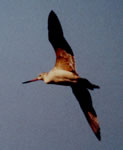 Marbled Godwit photo by Lee Chamberlaine Marbled Godwit photo by Lee Chamberlaine