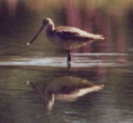 Marbled Godwit photo by Lee Chamberlaine