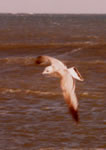 Mew Gull photo by John J. Fritz Mew Gull photo by John J. Fritz