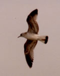 Mew Gull photo by Joan L. Quinlan