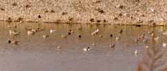 Common Shelduck with other ducks photo by Dick Veit