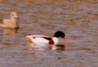 Common Shelduck photo by Dick Veit