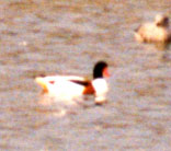 Common Shelduck photo by Dick Veit