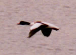 Common Shelduck photo by Dick Veit