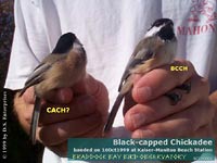 Chickadees photo by David Semple
