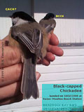 Chickadees photo by David Semple