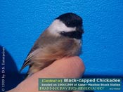 Black-capped Chickadee photo by David Semple