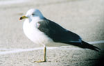 Black-tailed Gull photo by Rex Stanford