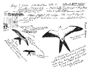 Swallow-tailed Kite sketch by Leonard DeFrancisco