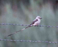 Scissor-tailed Flycatcher photo by Michael A. Farina