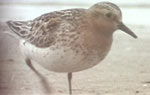 Red-necked Stint video grab by Angus Wilson