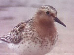 Red-necked Stint video grab by Angus Wilson