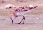 Little Stint photo by Rex Stanford