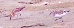 Little Stint photo by Rex Stanford