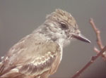 Ash-throated Flycatcher video grab by Angus Wilson