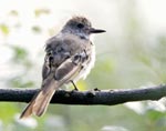 Ash-throated Flycatcher photo by Michael Stubblefield, MD