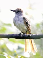 Ash-throated Flycatcher photo by Michael Stubblefield, MD