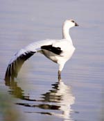 Ross's Goose photo by Michael Stubblefield, MD