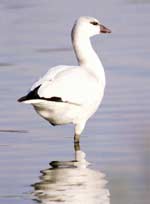Ross's Goose photo by Michael Stubblefield, MD