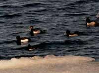 Tufted Duck photo by Nick Leone