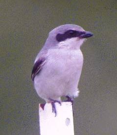 Loggerhead Shrike photo by Kevin McGowan