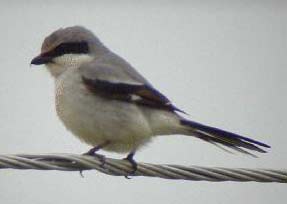 Loggerhead Shrike photo by Kevin McGowan