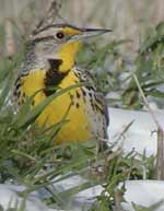 Western Meadowlark photo by Kevin McGowan