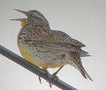 Western Meadowlark photo by Kevin McGowan
