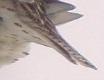 Western Meadowlark photo by Kevin McGowan