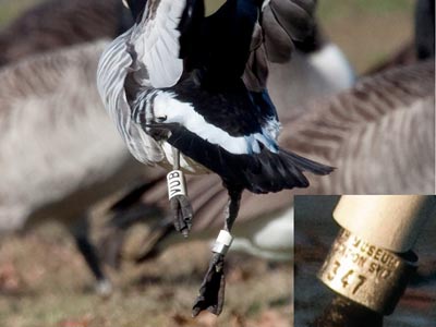 Barnacle Goose, photos by Andrew Baksh and Jack Rothman (inset)