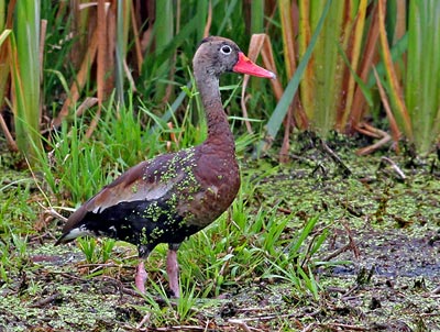 Black-belllied Whistling-Duck, photo by Will Stuart