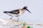 Broad-billed Sandpiper photo by Rex Stanford