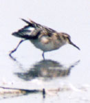 Broad-billed Sandpiper photo by Rex Stanford