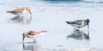 Broad-billed Sandpiper photo by Rex Stanford
