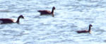 Richardson's Goose with other Canadas, photo by Nick Leone