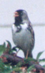 Harris's Sparrow photo by Alison Van Keuren and Jane Graves
