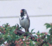 Harris's Sparrow photo by Alison Van Keuren  and Jane Graves