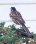 Harris's Sparrow photo by Alison Van Keuren and Jane Graves
