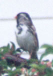 Harris's Sparrow photo by Alison Van Keuren and Jane Graves