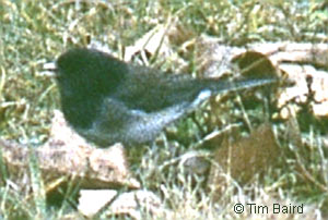 Dark-eyed Junco, photo by Tim Baird