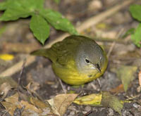 Mourning Warbler, photo by Lloyd Spitalnik