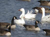 Ross's Goose, photo by Jody Hildreth
