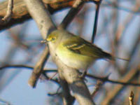 White-eyed Vireo, photo by Jay McGowan