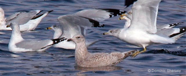 Thayer's Gull, photo by Dominic Sherony